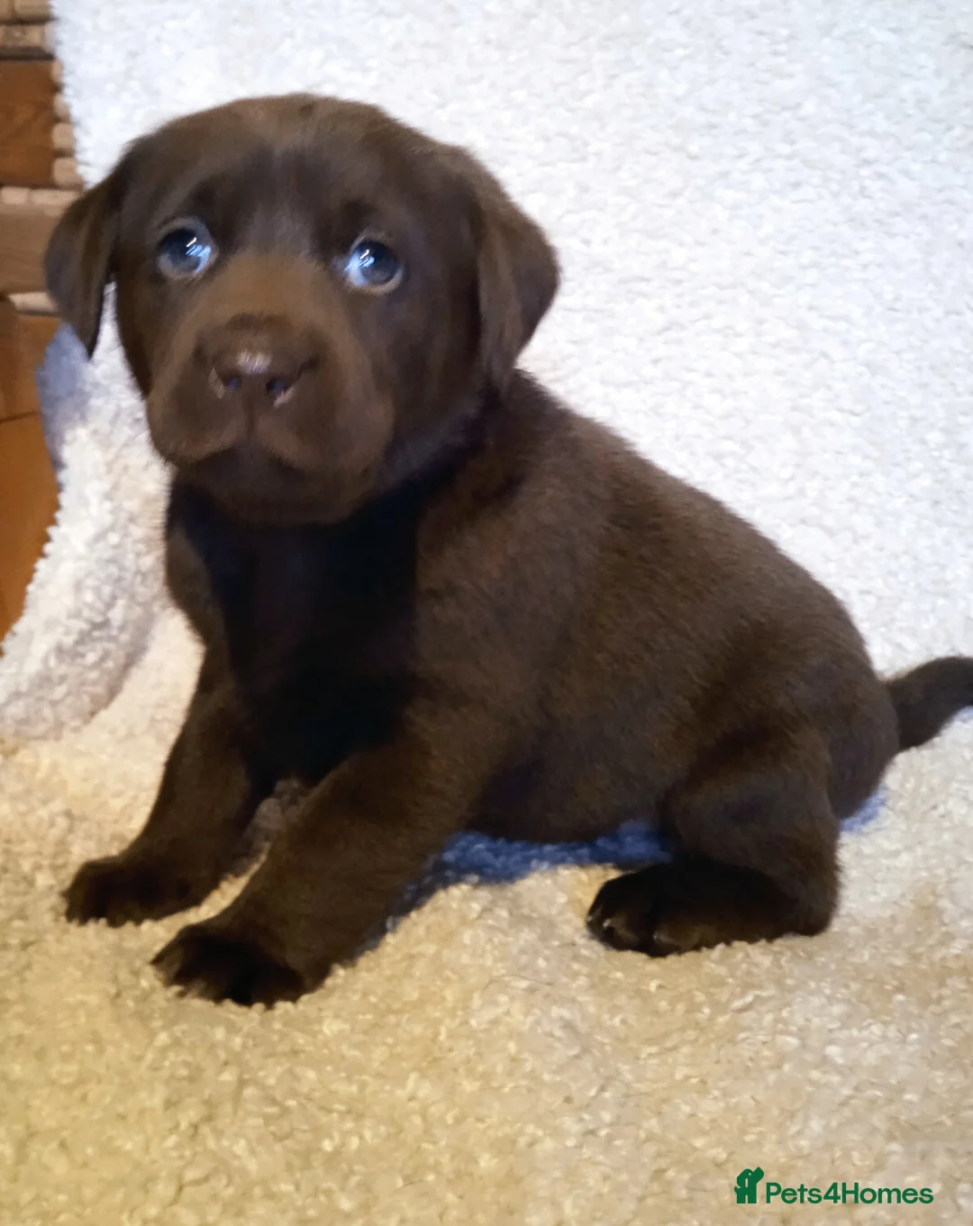 Labrador Retriever dogs for sale: KC CHOCOLATE LABRADORS PUPPIES, H TESTED PARENTS  - Advert 3