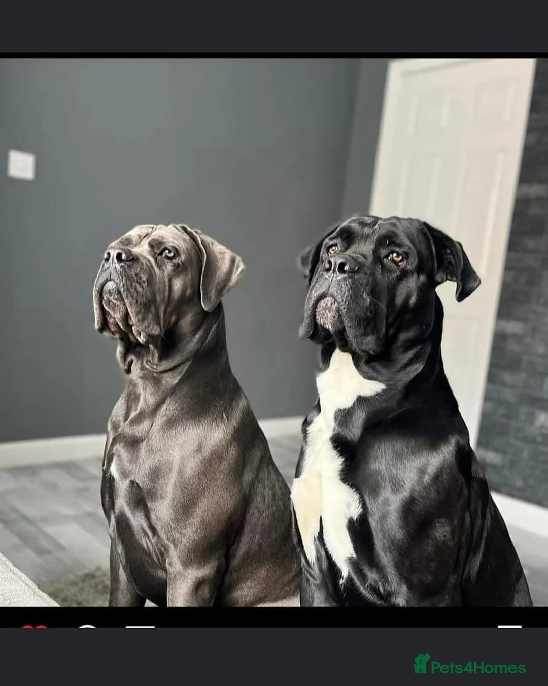 Cane Corso dogs for sale: Cane corso puppies  in Houghton le Spring - Advert 1