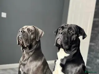 Cane Corso dogs Cane corso puppies - Advert 1