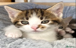 Mixed Breed cats for sale: Lovely, amazing Tabby girl looking for home💘 - Image 16