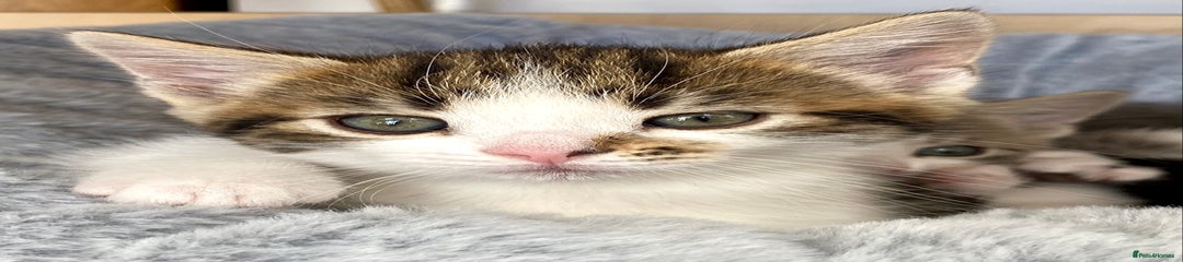 Mixed Breed Kitten 3