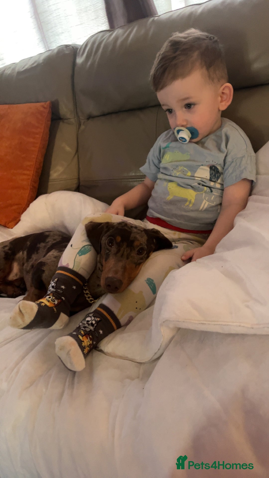 Dachshund dogs for stud: Dapple Dachshund for stud - Image 3