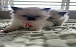 Ragdoll cats for sale: **LAST BOY** CHUNKY RAGDOLL KITTENS FOR SALE - Advert 13