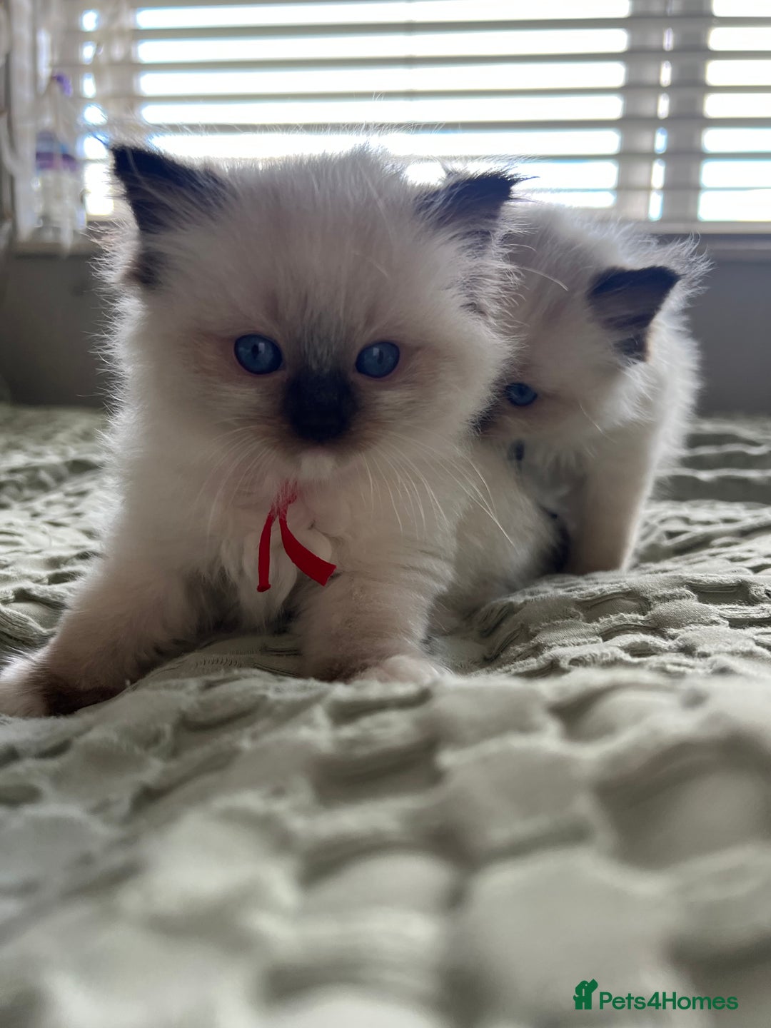 Ragdoll cats for sale: **LAST BOY** CHUNKY RAGDOLL KITTENS FOR SALE - Advert 13