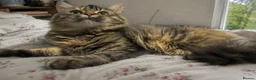 Maine Coon cats for sale: 4 month mainecoon X bsh - Advert 6