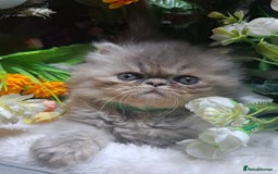 Persian cats for sale: Blue Persian kittens  - Image 22