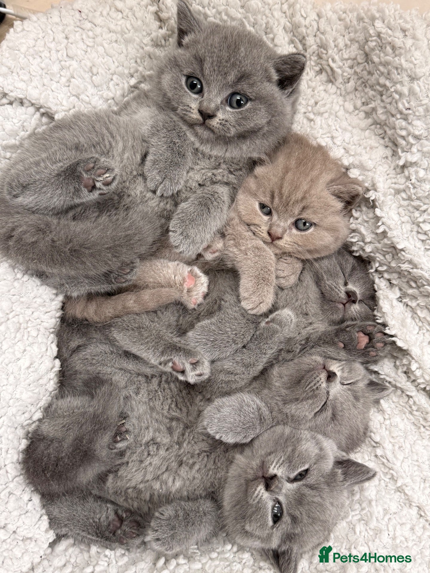 British Shorthair cats 💕🏅🏅CHAMP BLOOD BRITISH SHORT HAIR KITTENS🏅🏅💕 - Advert 1