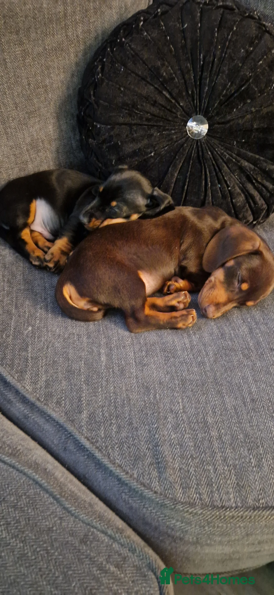 Miniature Dachshund dogs for sale: 2 dachshund puppies in Hounslow - Advert 2