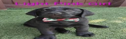 Labrador Retriever dogs for sale:  KC Black Labradors – 4 Boys & 2 Girls Available🐶 - Advert 16