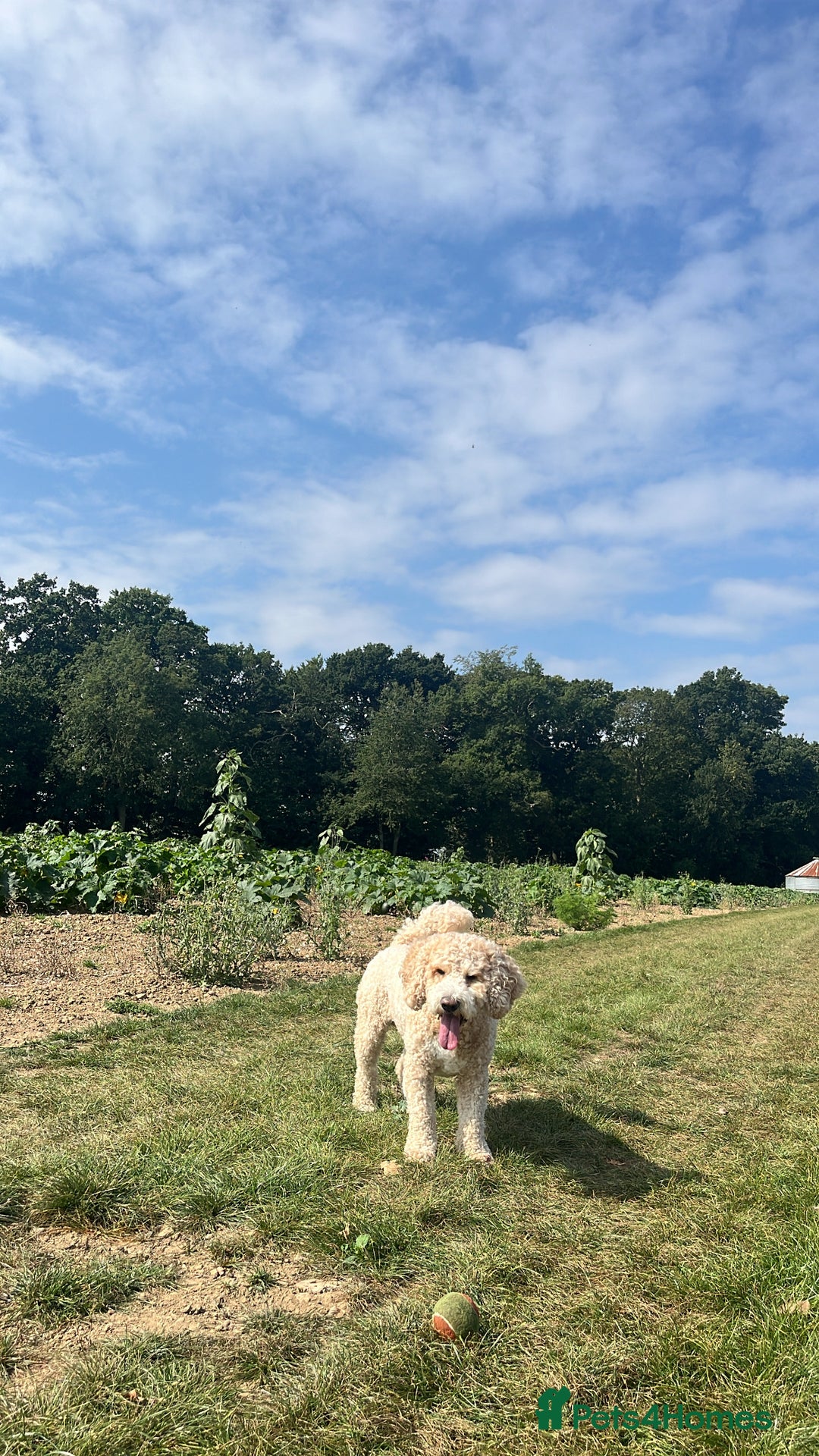 Goldendoodle dogs for stud: **PROVEN**Miniature Golden Doodle**STUD** in Darlington - Image 16