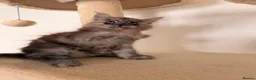 Maine Coon cats for sale: MaineCoon World Champion Bloodlines/London  - Advert 33
