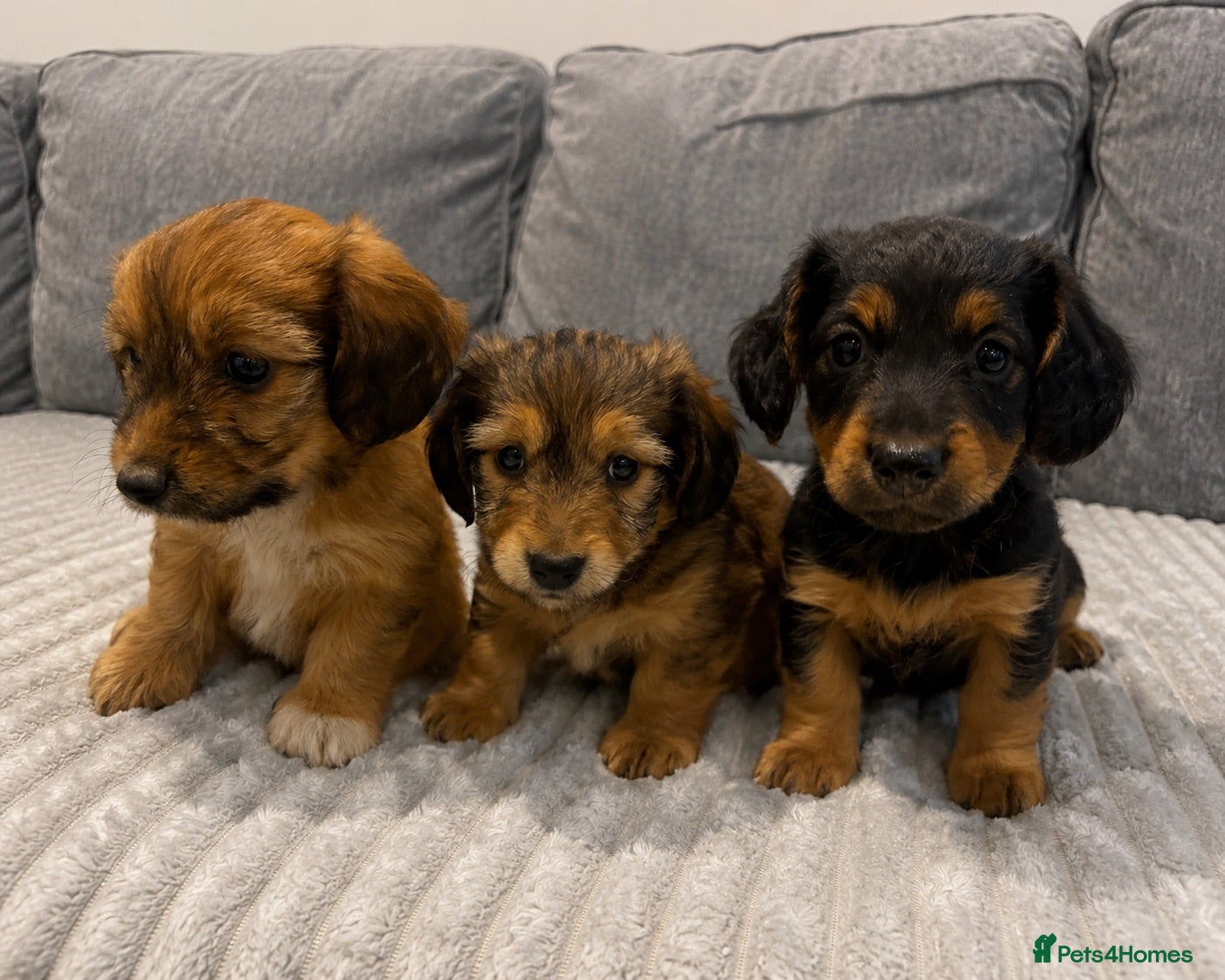 Dachshund dogs KC REG long haired miniature dachshund - Advert 1