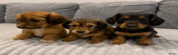 Dachshund dogs for sale: KC REG long haired miniature dachshund - Advert 8