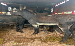 Donkey livestock for sale: Jack  donkey  - Image 4