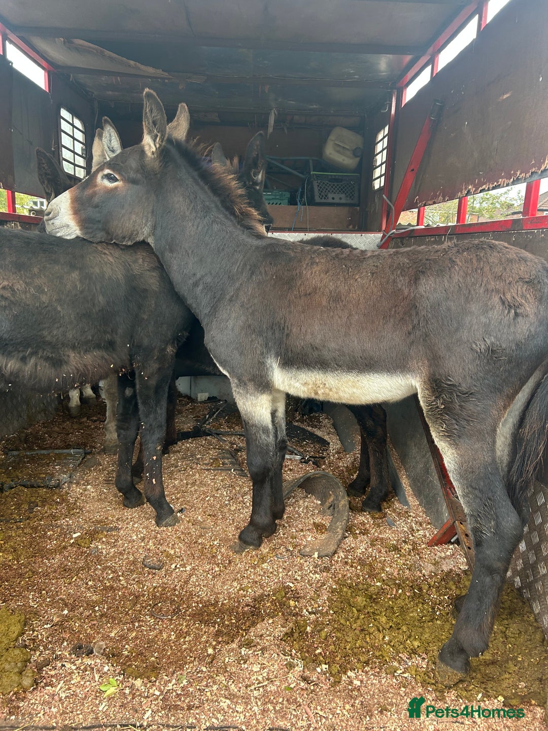 Donkey livestock for sale: Jack  donkey  - Image 4