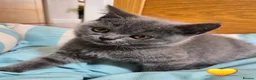 British Shorthair cats for sale:  🐾🎀 BSH 🎀🐾 GCCF/Fully vaccinated - Advert 27