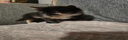 Mixed Breed cats for sale: Beautiful mixed breed kittens  - Advert 12