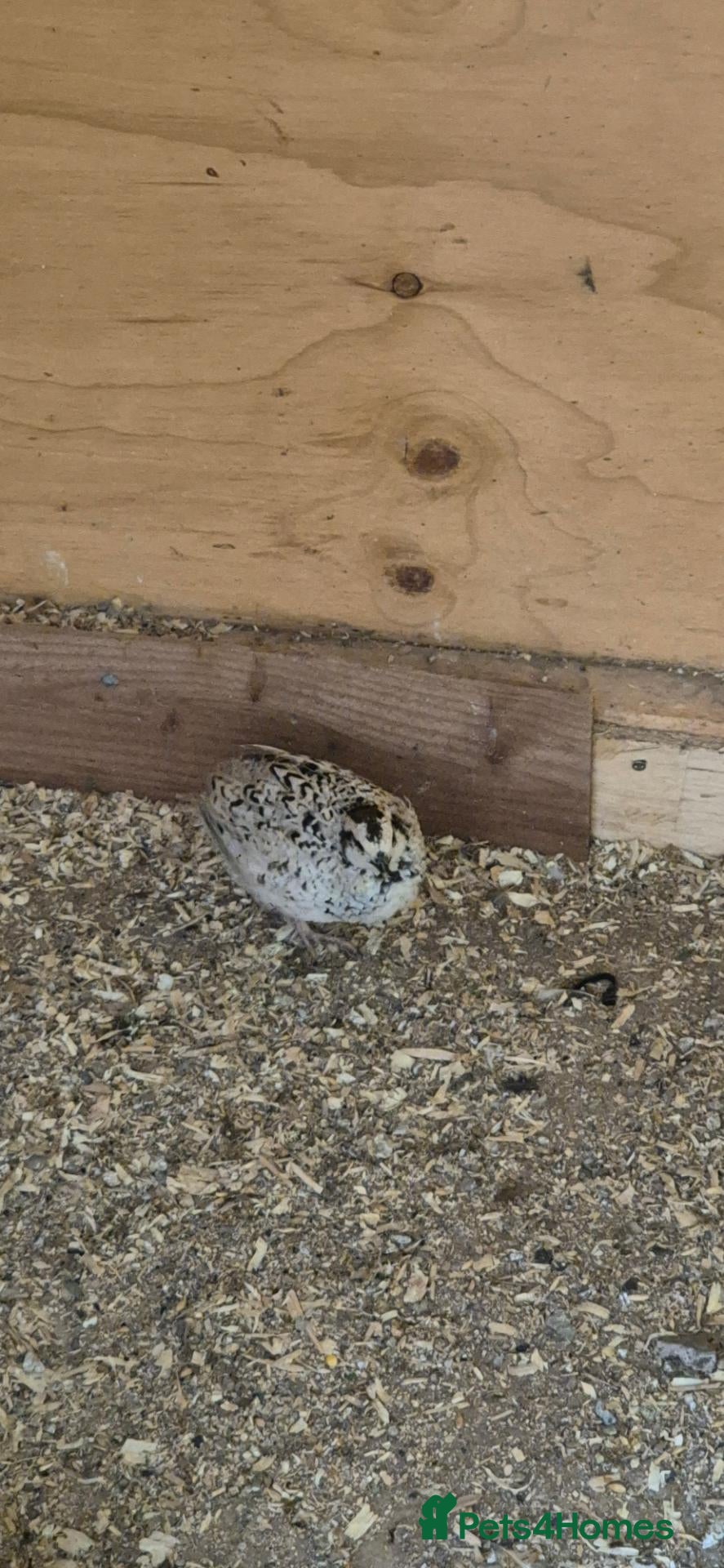 Mixed Breed birds Snowflake bob white quails  - Advert 10