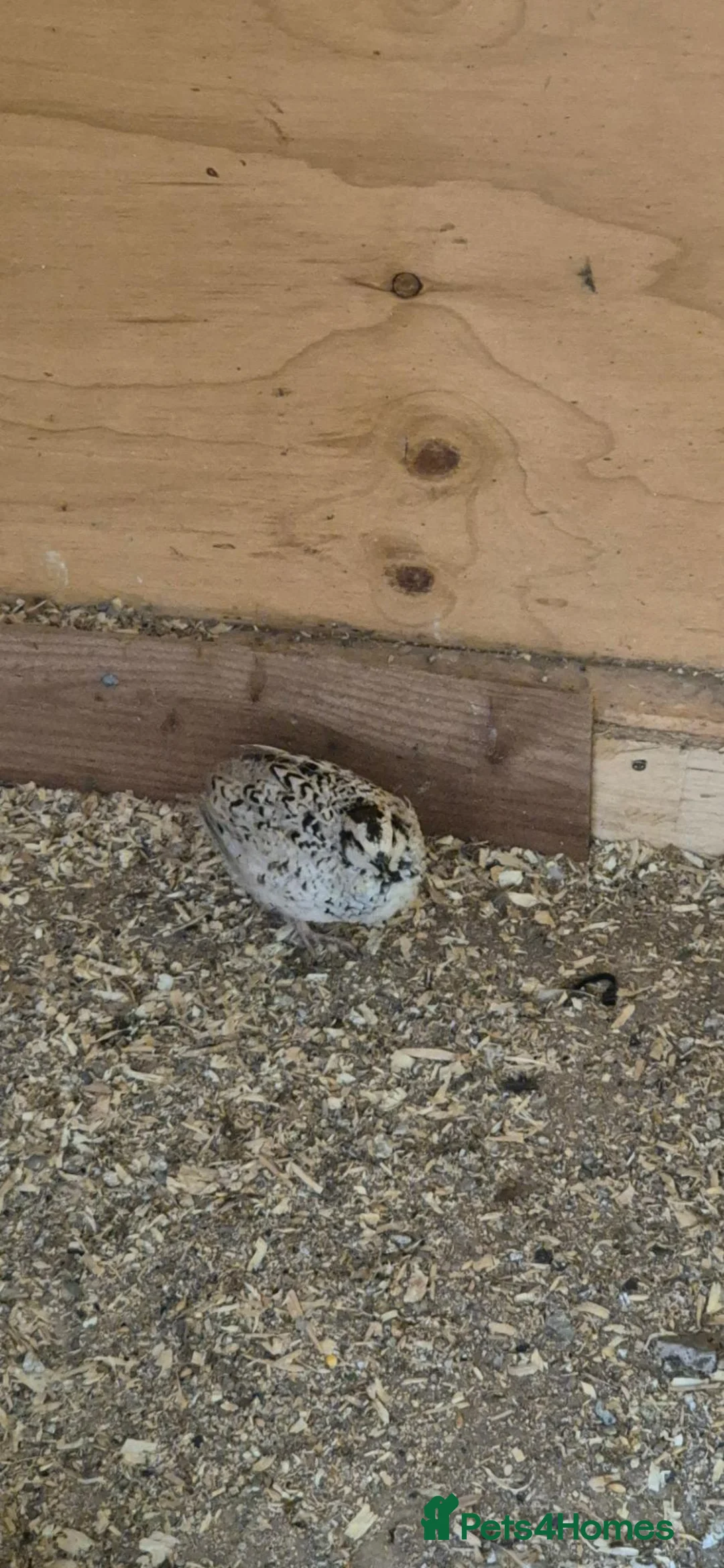 Mixed Breed birds for sale: Snowflake bob white quails  - Advert 1
