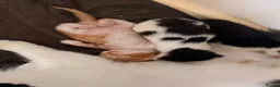 British Longhair cats for sale: Chunky long haired kittens  - Advert 15