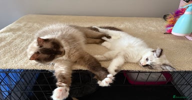 Ragdoll cats - Advert 6