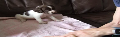 English Springer Spaniel 5