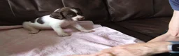 English Springer Spaniel dogs for sale: A Lovely Litter of English Springer Spaniels - Advert 9