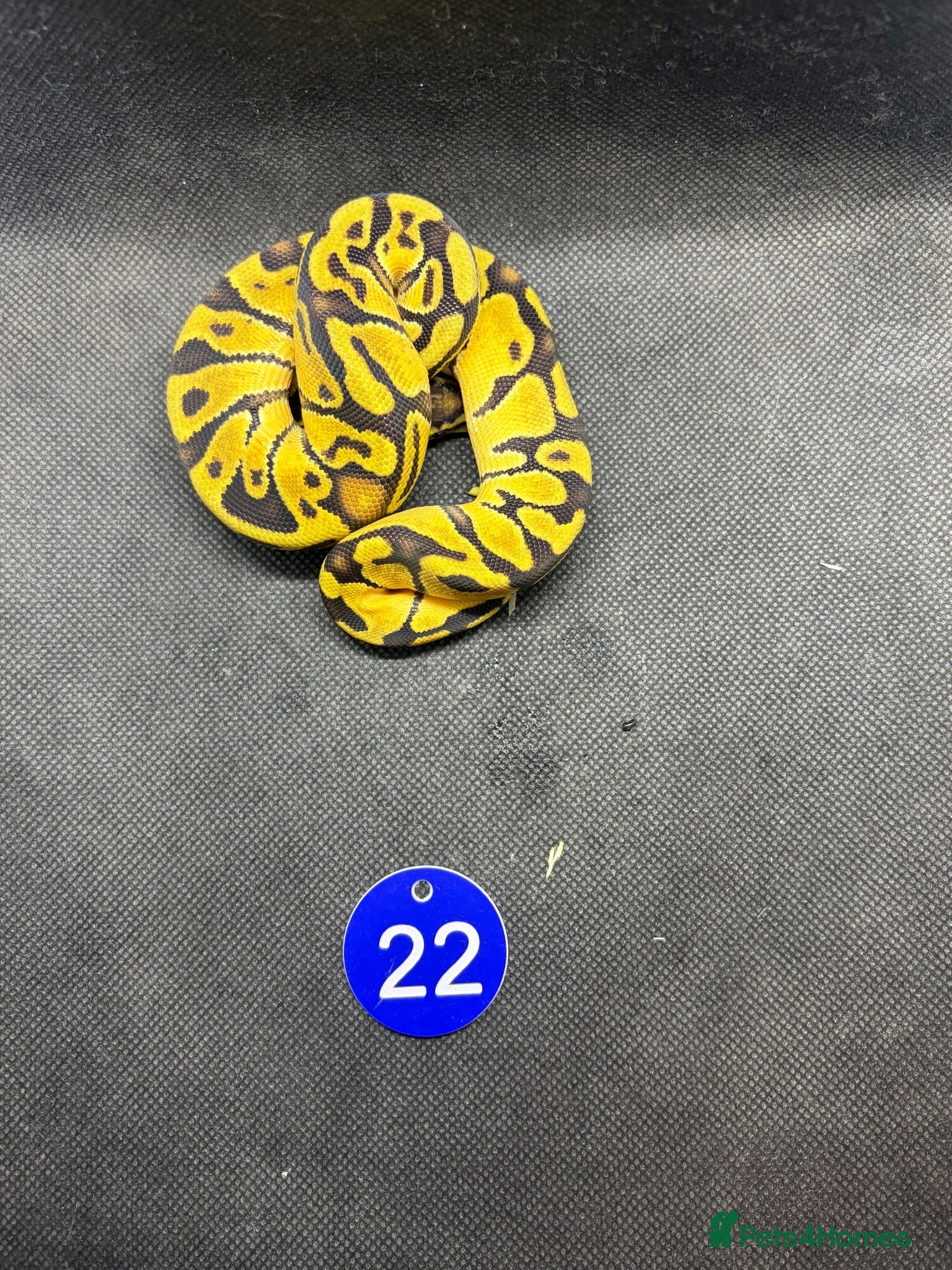 Python Snake reptiles Royal pythons  - Advert 16