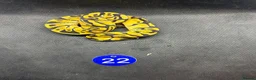 Python Snake reptiles for sale: Royal pythons  - Advert 9