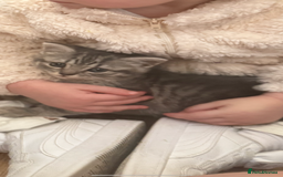 British Shorthair cats for sale: Beautiful British shorthairs for a loving home - Advert 2