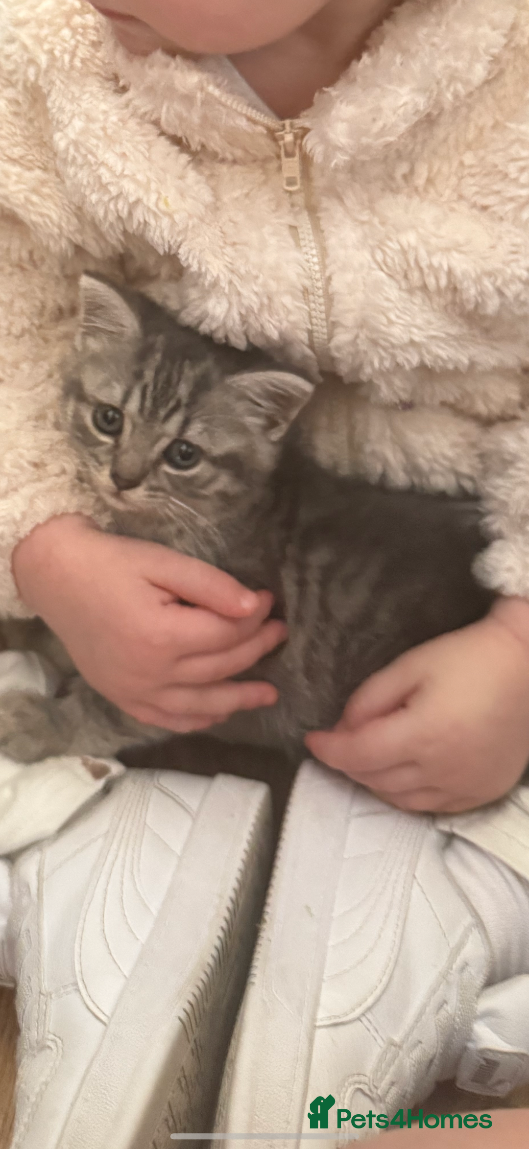 British Shorthair cats for sale: Beautiful British shorthairs for a loving home - Advert 2