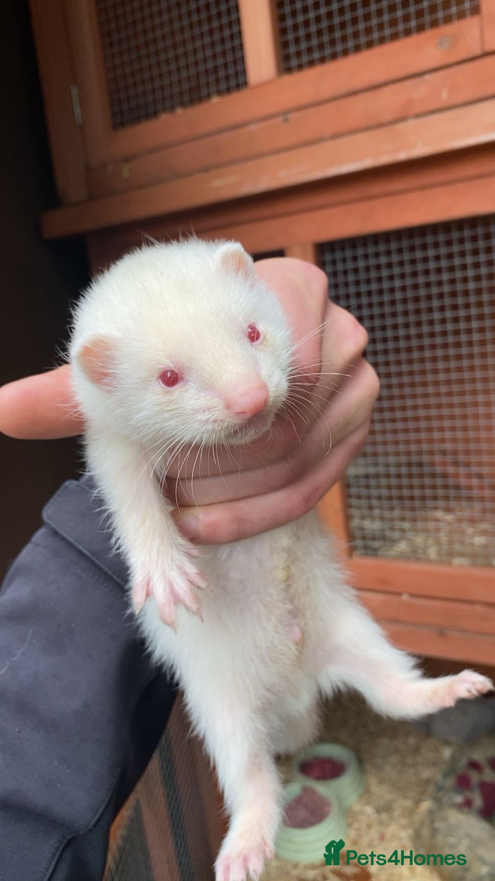 Ferret rodents ferret kits  - Advert 2