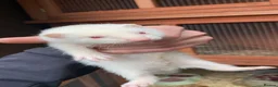 Ferret rodents for sale: ferret kits  - Advert 2