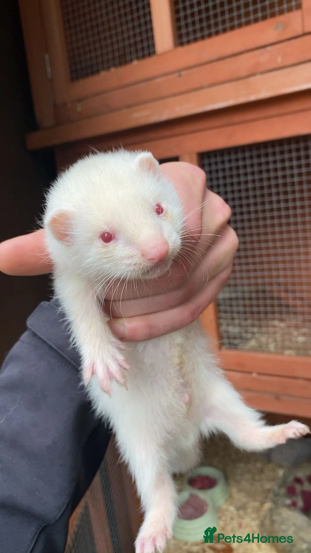 Ferret rodents for sale: ferret kits  - Advert 2