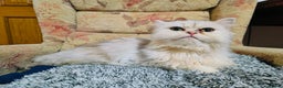 Persian cats for sale:  White Persian Male Chincilla kitten - Advert 3