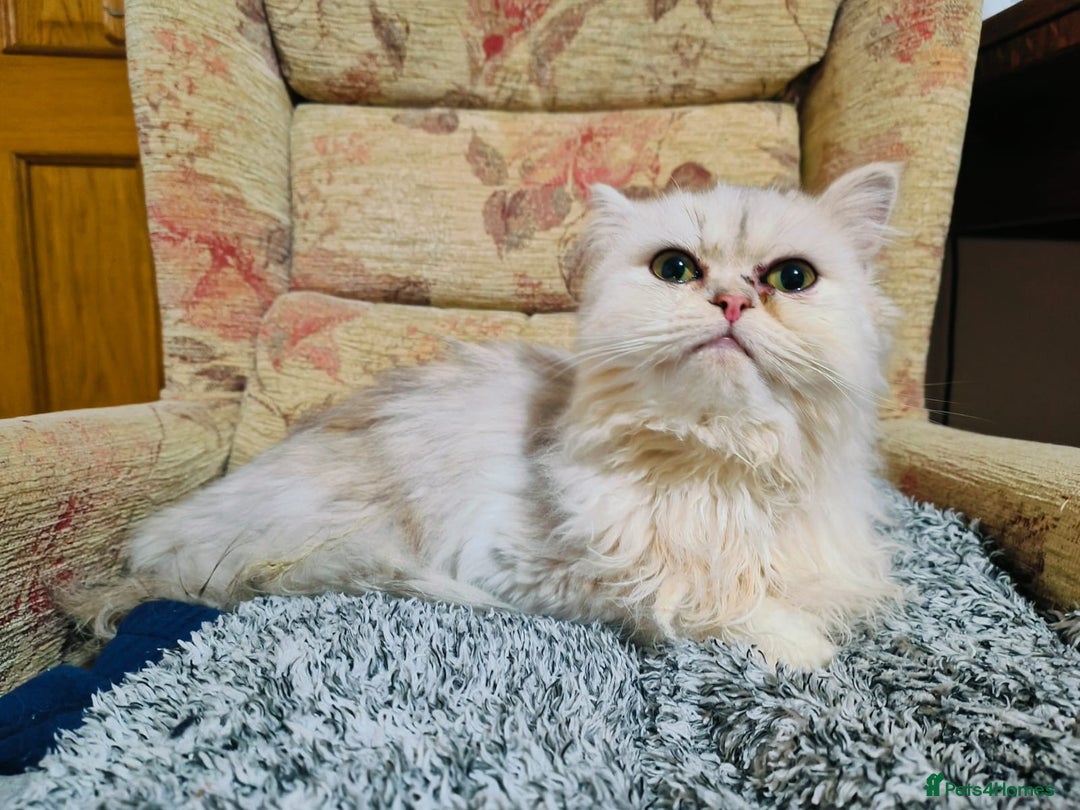 Persian cats for sale:  White Persian Male Chincilla kitten - Advert 3