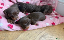 Miniature Dachshund dogs for sale: 5 star licensed miniature Wirehaired ready 18/8 - Image 2