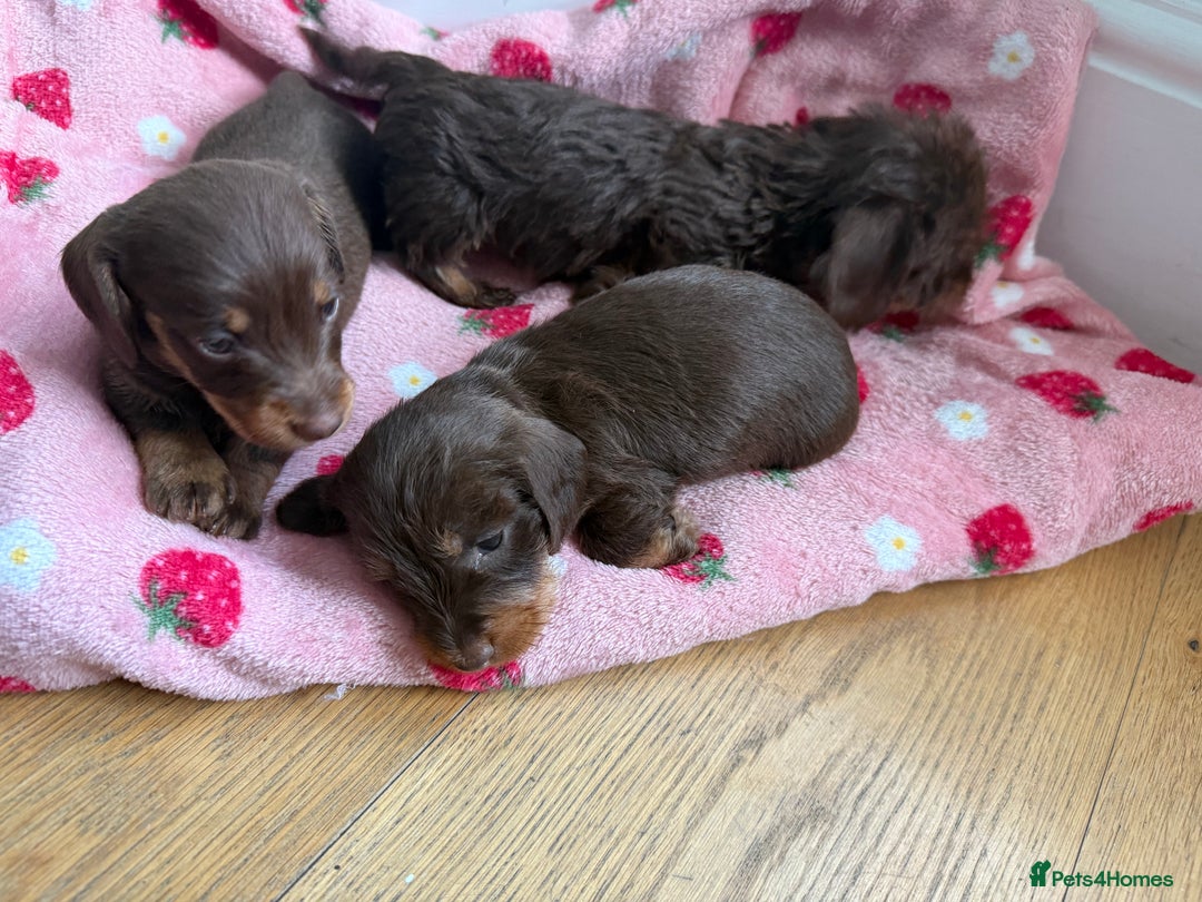 Miniature Dachshund dogs for sale: 5 star licensed miniature Wirehaired ready 18/8 - Image 2