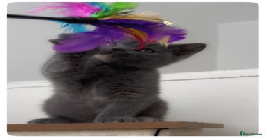 British Shorthair cats - Advert 11