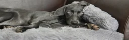 Weimaraner dogs for sale: Lovely adorable Lily  - Advert 6