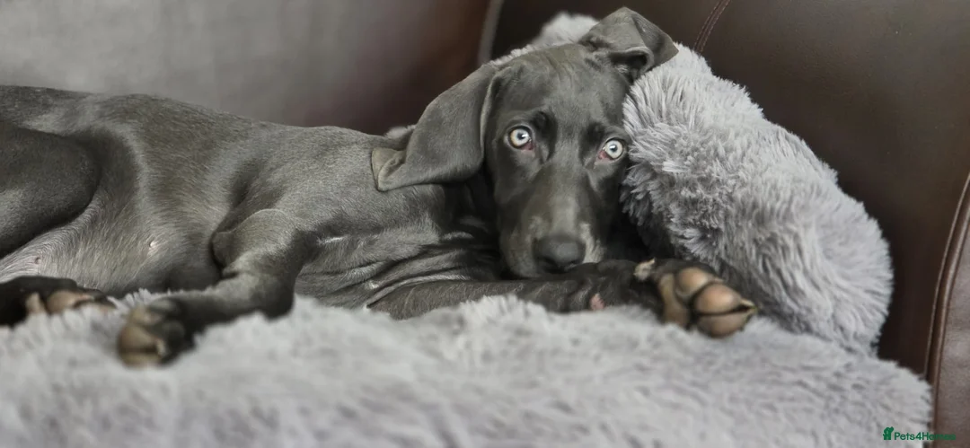 Weimaraner dogs for sale: Lovely adorable Lily  - Advert 6