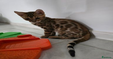 Bengal cats - Advert 1