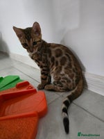 Bengal cats - Advert 4