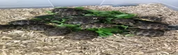 Tortoise reptiles for sale: Baby spur thighed tortoises  - Advert 7
