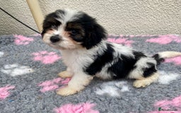 Cavapoo dogs for sale: Extensively Health tested F1 Toy Cavapoo puppies - Image 7