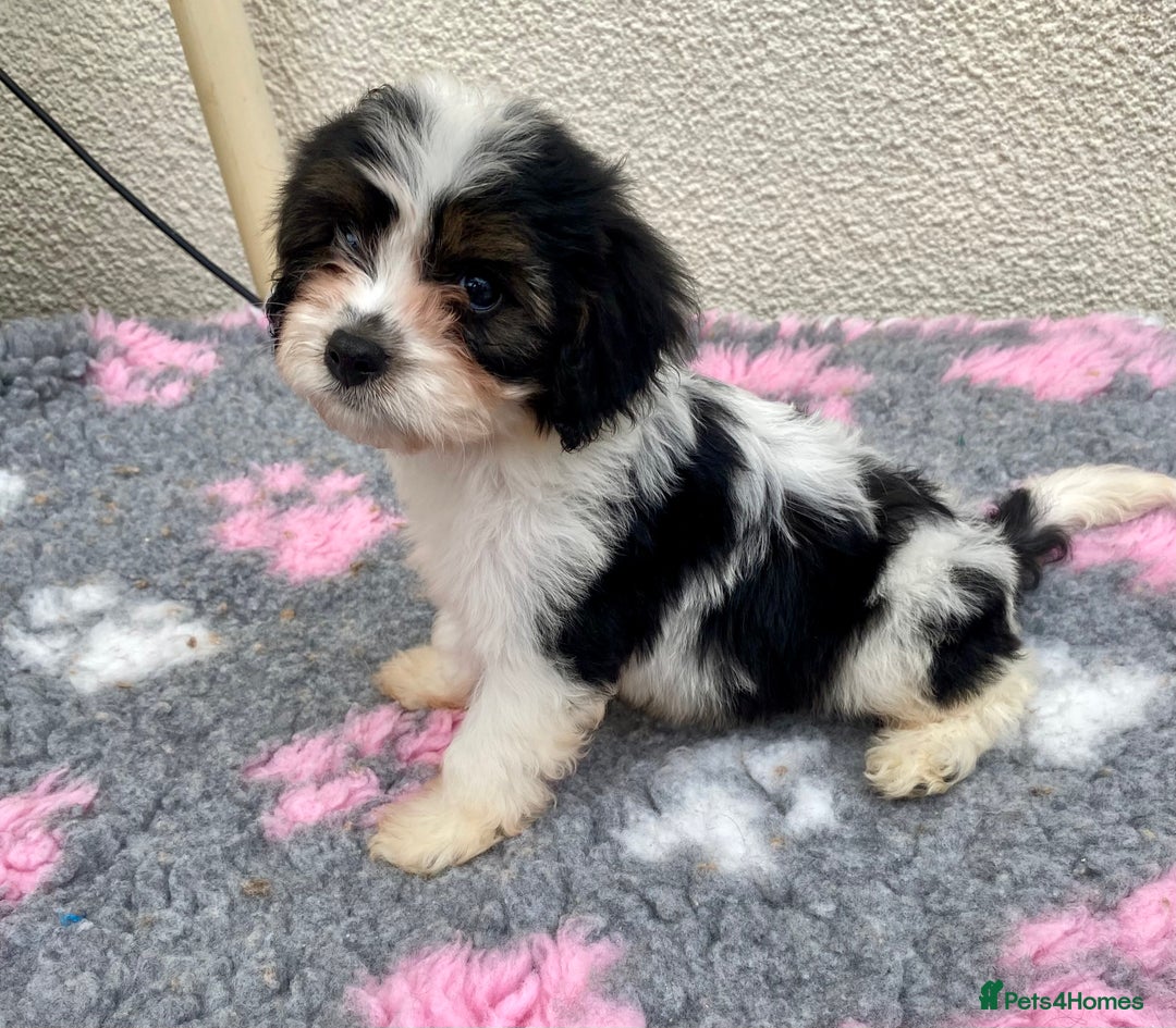 Cavapoo dogs for sale: Extensively Health tested F1 Toy Cavapoo puppies - Image 7