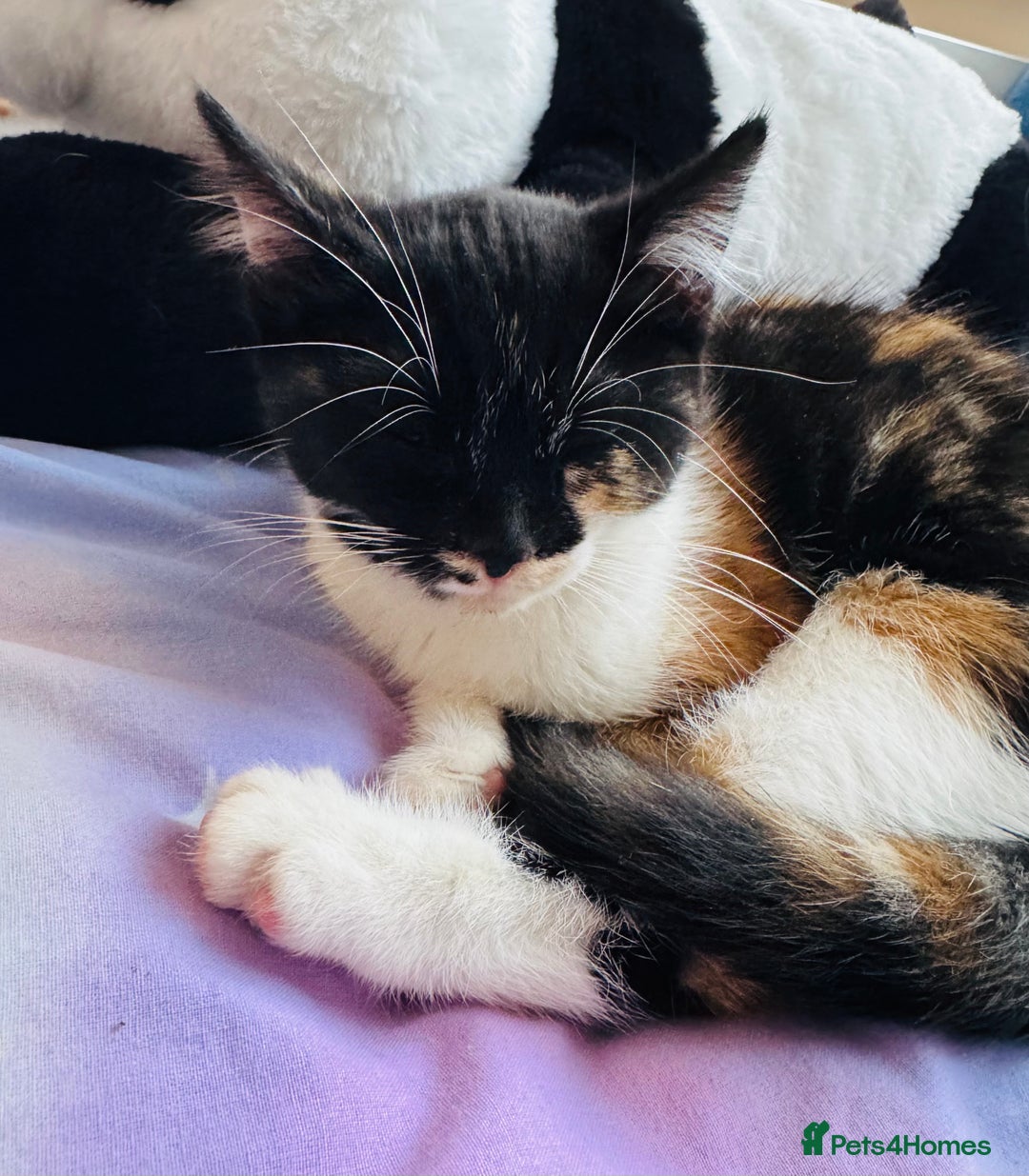 Mixed Breed cats for sale: Female kitten needs a home  - Advert 3