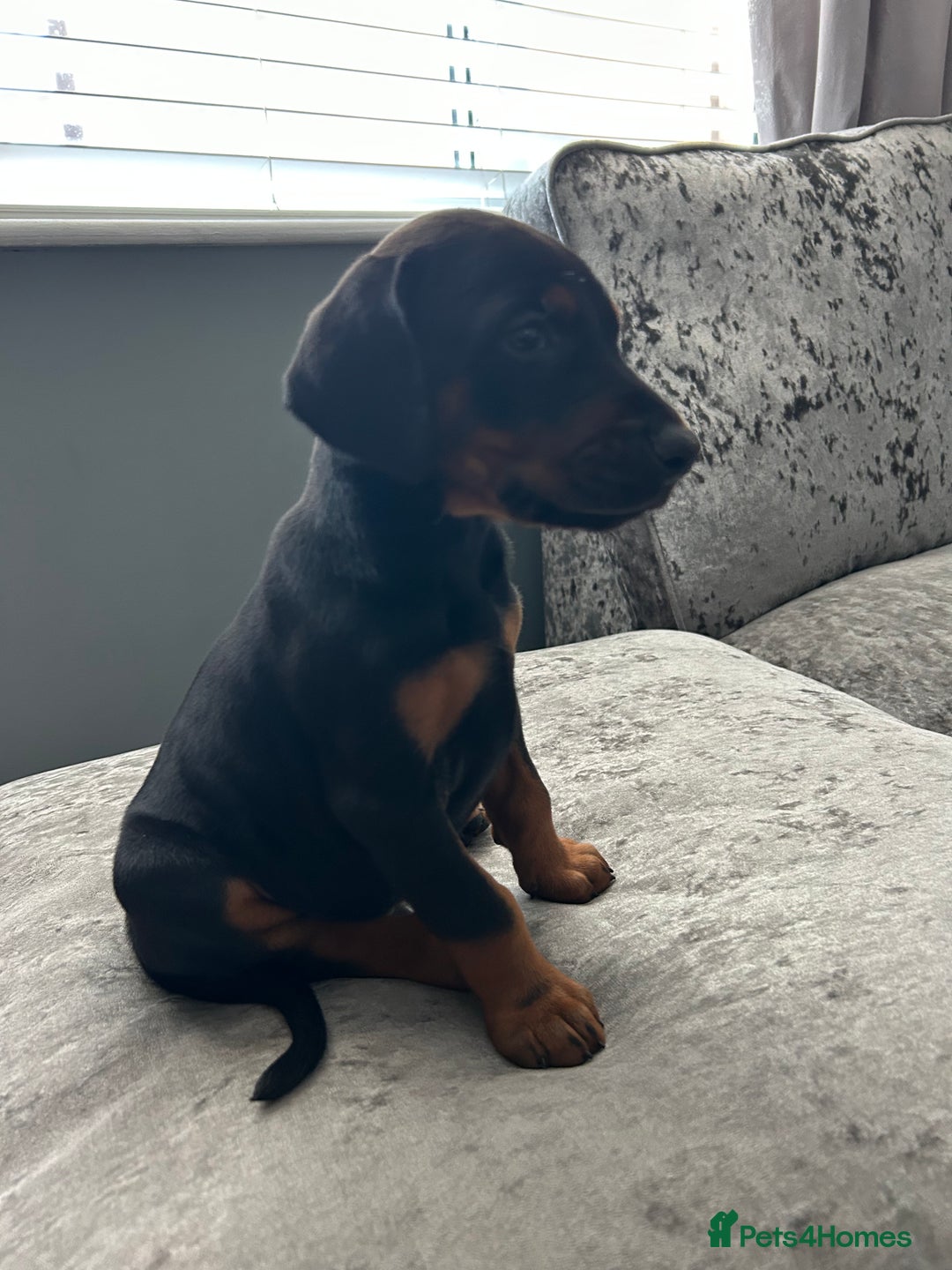 Dobermann dogs for sale: European Dobermans Ready in 2 weeks - Image 15