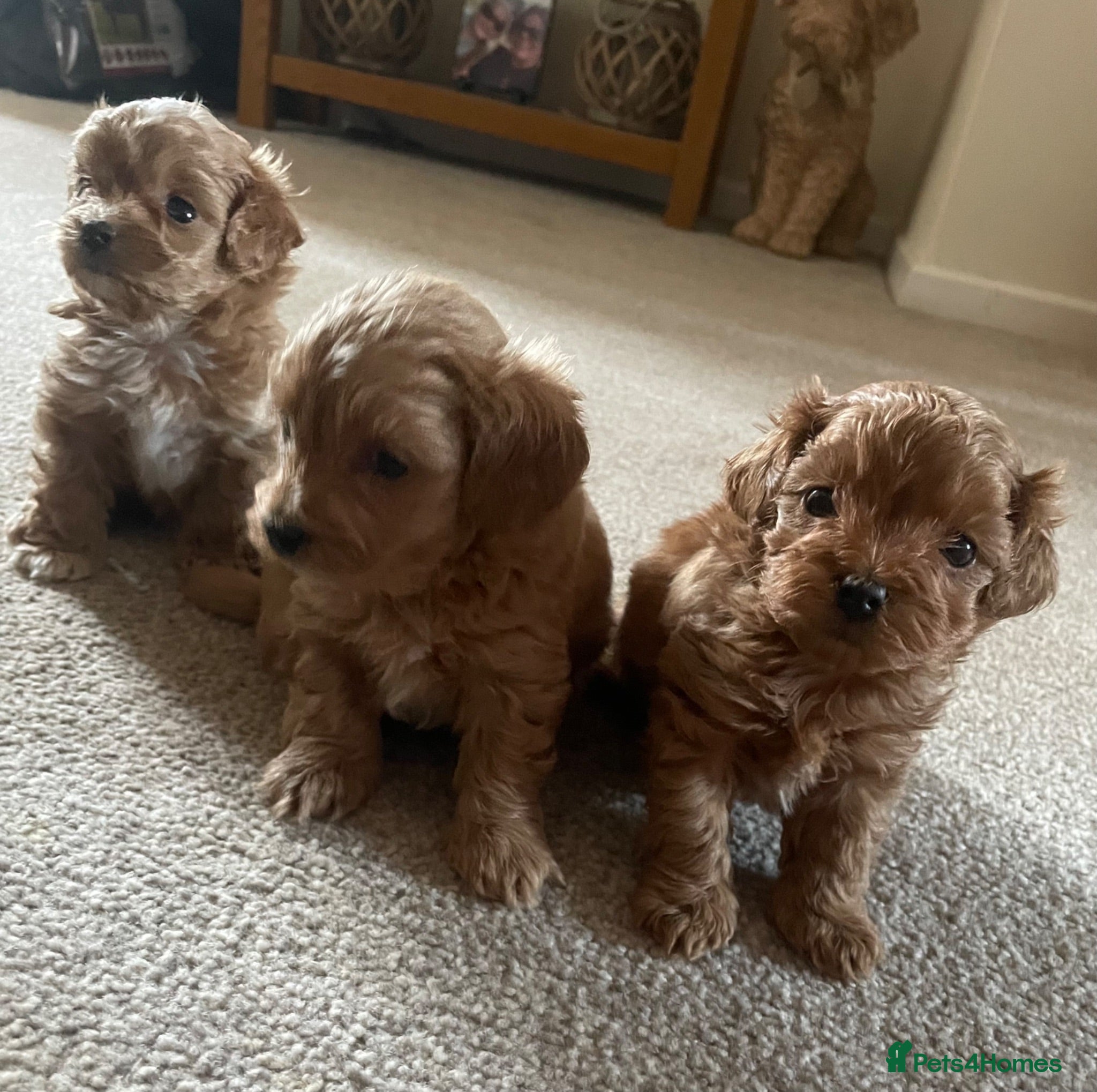 Maltipoo dogs 3 Stunning male  multipoo puppies - Advert 18