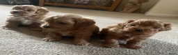 Maltipoo dogs for sale: 3 Stunning male  multipoo puppies in Chatteris - Advert 12